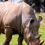 Great Rhino Megaways слот с африканскими животными и мегавыигрышами