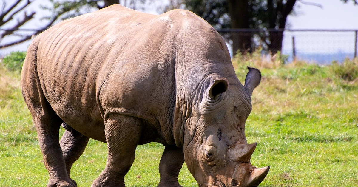 Great Rhino Megaways слот с африканскими животными и мегавыигрышами